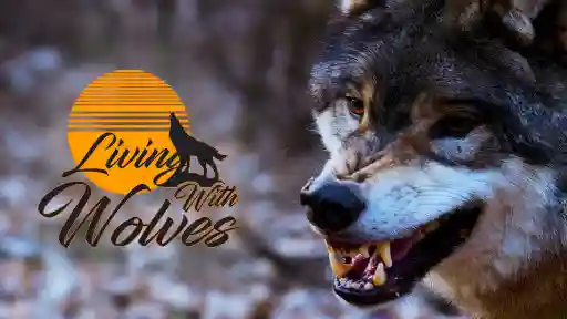 Living with Wolves