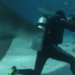 Shark Divers