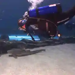 Shark Divers