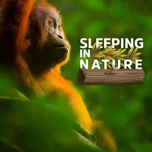 Sleeping in Nature