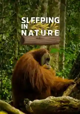 Sleeping in Nature
