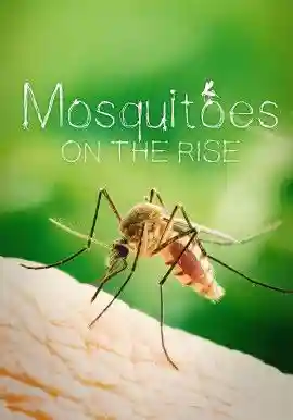 Mosquitoes on the rise