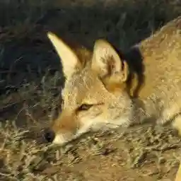Wild Faces of the Andes