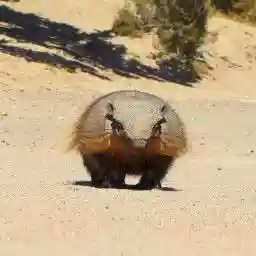 Wild Faces of the Andes