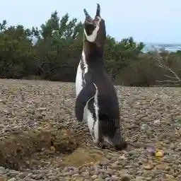 Wild Faces of the Andes