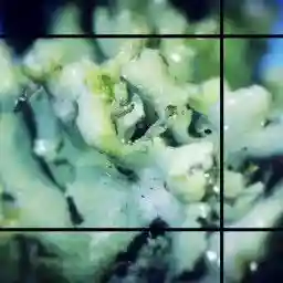 Bacterial World - Microbes That Rule Our World