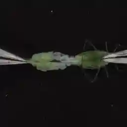 Bacterial World - Microbes That Rule Our World