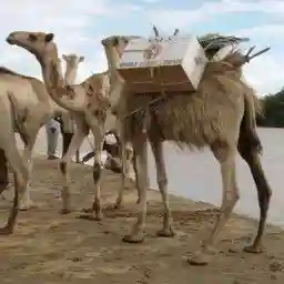Caravan of the Books: Kenya's Mobile Camel Library