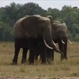 Chilies to the Rescue (Easing the Human-Elephant Conflict)