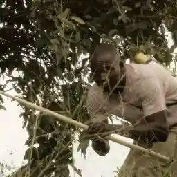 Chilies to the Rescue (Easing the Human-Elephant Conflict)