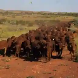 Western Down Under