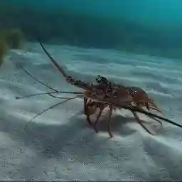 Shellfish: From The Sea To Our Plates