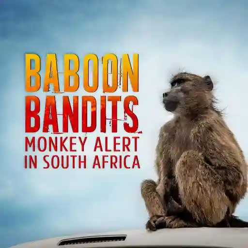 Baboon Bandits: Monkey Alert in South Africa