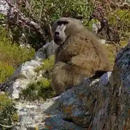 Baboon Bandits: Monkey Alert in South Africa