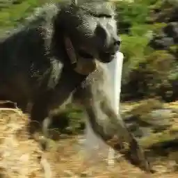 Baboon Bandits: Monkey Alert in South Africa