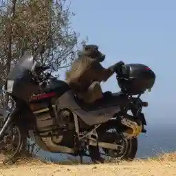 Baboon Bandits: Monkey Alert in South Africa