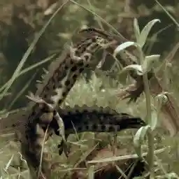 Biebrza: The European Amazon