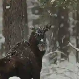 Biebrza: The European Amazon