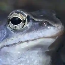 Biebrza: The European Amazon