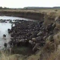 Chilies to the Rescue (Easing the Human-Elephant Conflict)