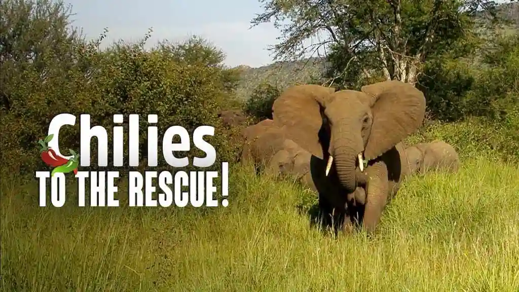 Chilies to the Rescue (Easing the Human-Elephant Conflict)