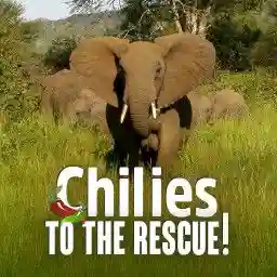 Chilies to the Rescue (Easing the Human-Elephant Conflict)