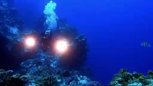 E1. Muck Diving In Philippines