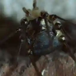 Iron Jungle - Nature's Return to the Ruhr Valley