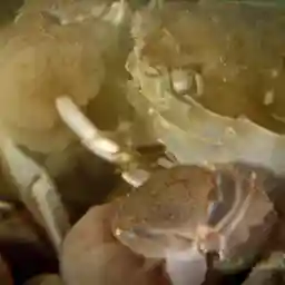 Iron Jungle - Nature's Return to the Ruhr Valley