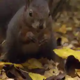 Iron Jungle - Nature's Return to the Ruhr Valley