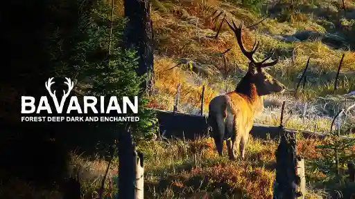 Bavarian Forest Deep Dark And Enchanted
