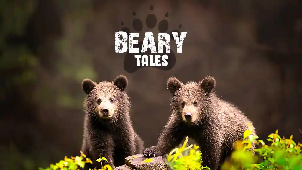 Beary Tales