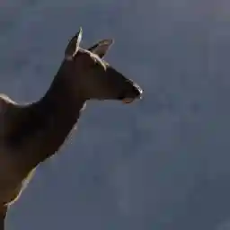 Mystery in Yellowstone