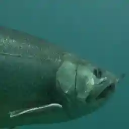 Mystery in Yellowstone