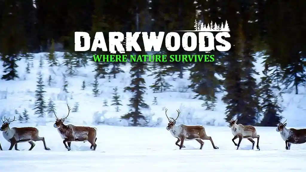 Darkwoods Where Nature Survives