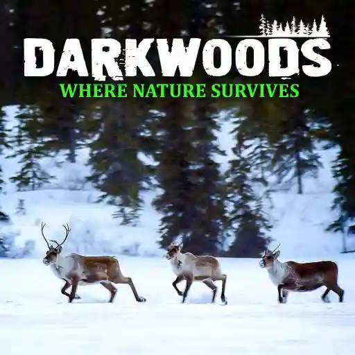 Darkwoods Where Nature Survives