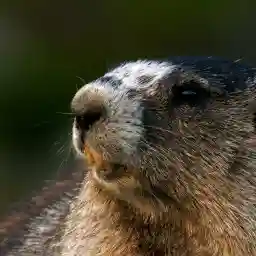 Darkwoods Where Nature Survives