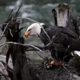 Darkwoods Where Nature Survives