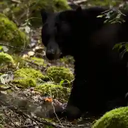 Darkwoods Where Nature Survives