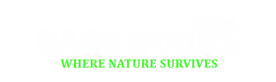 Darkwoods Where Nature Survives