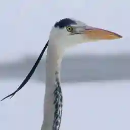 A Winter's Tale - The Journey of the Snowy Owls