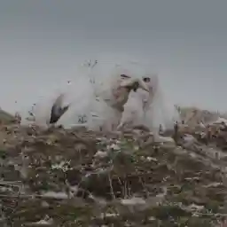 A Winter's Tale - The Journey of the Snowy Owls