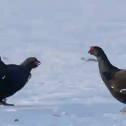 A Winter's Tale - The Journey of the Snowy Owls