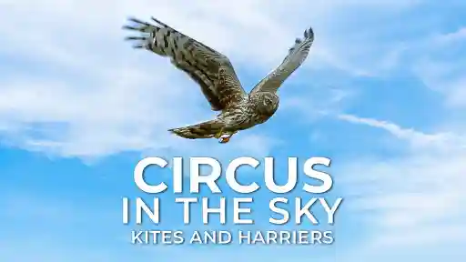 Circus In The Sky: Kites And Harriers