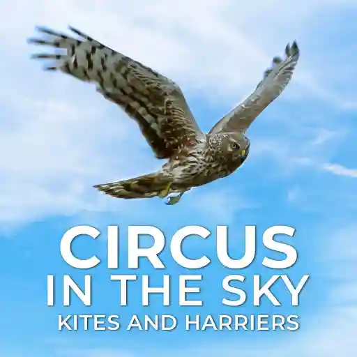 Circus In The Sky: Kites And Harriers