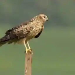 Circus In The Sky: Kites And Harriers