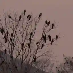 Circus In The Sky: Kites And Harriers