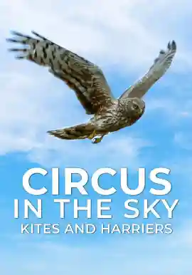 Circus In The Sky: Kites And Harriers