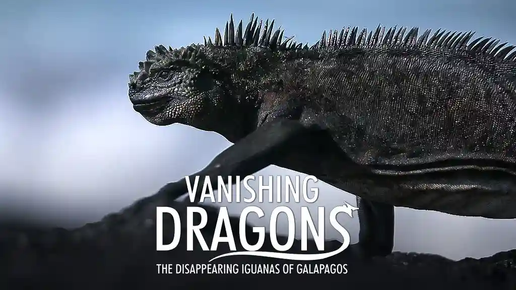 Vanishing Dragons - The Disappearing Iguanas Of Galapagos