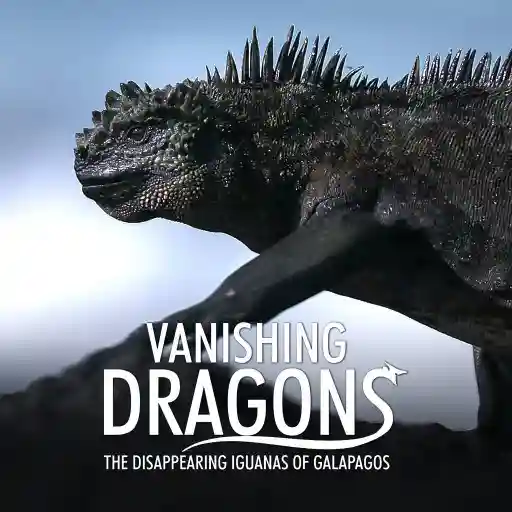 Vanishing Dragons - The Disappearing Iguanas Of Galapagos